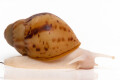 Archachatina marginata ovum typ 1 albino body juvenil